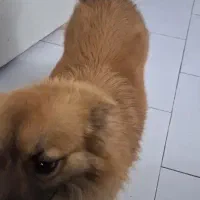 این سگ‌پیدا شده