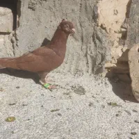 سرخ کاکلی جوانه صید|پرنده|تربت جام, المهدی|دیوار