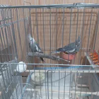 لباس عروس هلندی