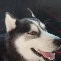 سگ هاسکی بسیار زیبا|سگ|دشتابی, |دیوار