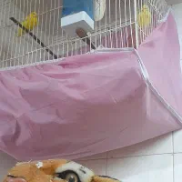 قناری  نر وماده