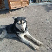 هاسکی سگ ماده