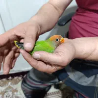 طوطی برزیلی با خانواده|پرنده|بهارستان, |دیوار