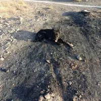 سگ ژرمن اصل بلک ماده