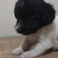 واگذاری توله سگ