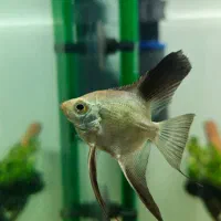 ۲ عدد آنجل بلوگارنین و ۱۰ عدد پلاتی خونی|ماهی|ری, دولتآباد|دیوار