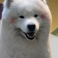 جفت یابی سگ ساموئید