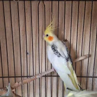 عروس هلندی|پرنده|بندرعباس, |دیوار