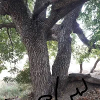 خریدار انواع درخت و چوب|خدمات باغبانی و درختکاری|سنندج, |دیوار