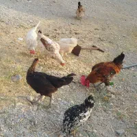 فروش‌مرغ