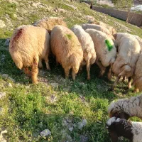 فروش گوسفند