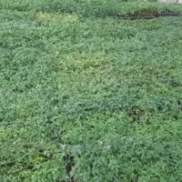 زمین ۶۲۰۰ متری سند دار فیروزآباد یاسوج|فروش دفتر صنعتی، کشاورزی، تجاری|یاسوج, |دیوار