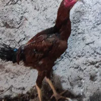 تعدادی مرغ و خروس لاری تاج مهر ۷ ماهه ۴ دانگ|حیوانات مزرعه|مشگین شهر, |دیوار