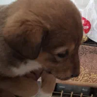 توله یک ماهه بومی ماده نیازمند حامی