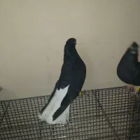 اشعل سیاه|پرنده|بندر امام خمینی, |دیوار