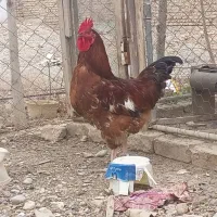 خروس رسمی، یکساله