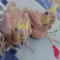 ساعت عروس رنگ زرد