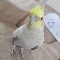 عروس هولندی|پرنده|نجفآباد, شیخ آباد|دیوار