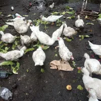 اردک اسرایلی|حیوانات مزرعه|نوشهر, |دیوار