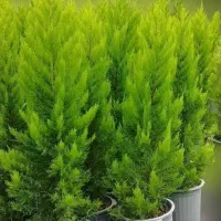 کاج لاوسون (طلایی)|گل و گیاه طبیعی|تنکابن, |دیوار