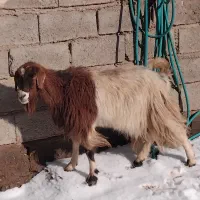 بزچاق جوان  شش نهصد|حیوانات مزرعه|تایباد, |دیوار