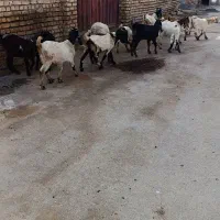 ۱۵عدد بزغاله|حیوانات مزرعه|خمین, |دیوار