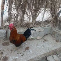 خروس جوان و زرنگ و مرغ گیر ۴۰ تاج و ریشی