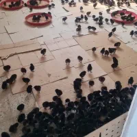 جوجه مرغ یکروزه