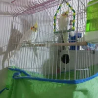 جفت عروس هلندی باقفس همه لوازم|پرنده|زرند, |دیوار