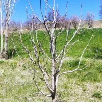 هرس انواع درختان مثمر و غیر مثمر