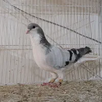 ساده هفت‌رنگ ماده، سوسکی بزک کاکولی