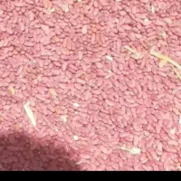 لوبیا کپسولی