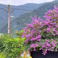 باغی از دل بهشت(۳۰۰ متری)سنددار/ویوجنگل|فروش خانه و ویلا|قائم‌شهر, |دیوار