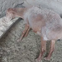 قوچ مری گوسفند ابست