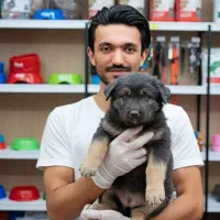 ژرمن شپرد دو رنگ مشکی بلوطی|سگ|تهران, شهرک چیتگر|دیوار