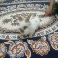 خرگوش|موش و خرگوش|بیجار, |دیوار