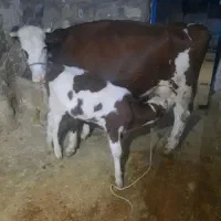 گاوسیمنتال شرابی اصل