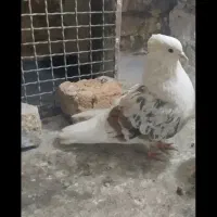 کفتر کله ایی|پرنده|میناب, |دیوار