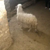 یک راس بره ماده سنجابی پشم کهنه