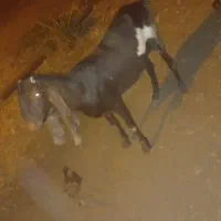 بز پاکستانی اصل