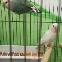 طوطی برزیلی جفت