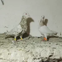 سرور سرونج کفتر کبوتر