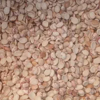 لوبیا چیتی|خوردنی و آشامیدنی|شیراز, گویم|دیوار