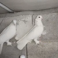 کبوتر پاپر|پرنده|تبریز, |دیوار