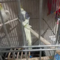 ۲عددعروس هلندی