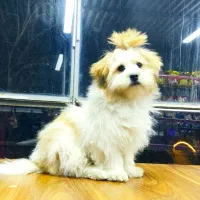 شیتزو سوپر فلت