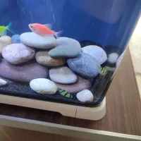 ماهی تایگر بارب|ماهی|ری, سیزده آبان|دیوار