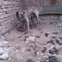 واگذاری سگ دورشت|سگ|کاشمر, |دیوار