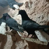 جوانه