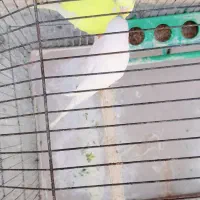 مرغ عشق دونه ای ۲۰۰ جفت هم دارم۴۰۰تمن